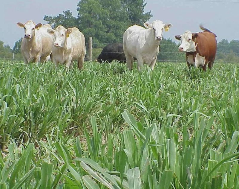 Tifleaf 3 Hybrid Pearl Millet