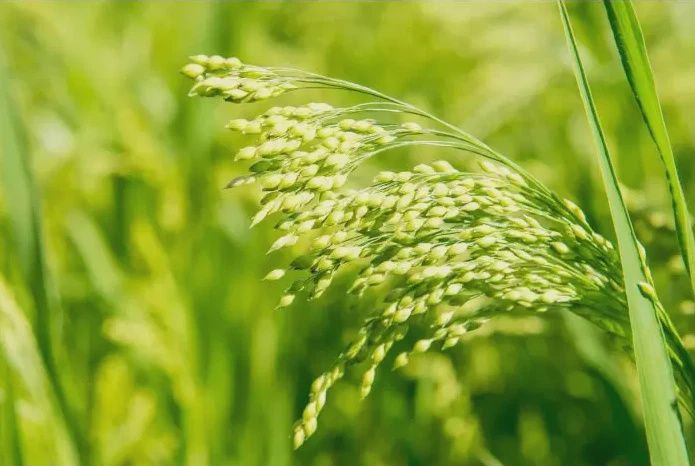 White Proso Millet
