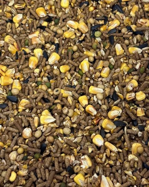 17% Southeast Gamecock Conditioner