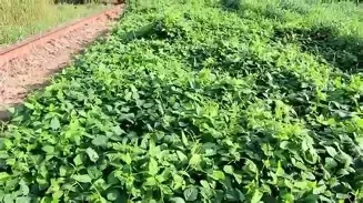 Iron &amp; Clay Peas