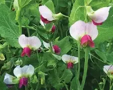 Austrian Winter Peas 50 LB