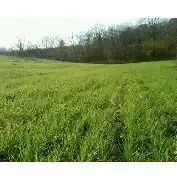 Buck Forage Oats