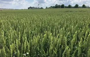 Pembroke Wheat 50 LB