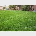 Gulf Annual Ryegrass, Size: 10LB