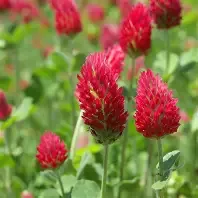 Crimson Red Clover 50 LB
