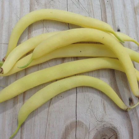 Cherokee Wax Bush Type Bean, Size: 1/2lb