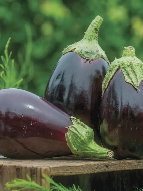Black Beauty Eggplant, Size: 1oz
