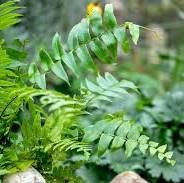 Fern 3 gallon, Material: Macho