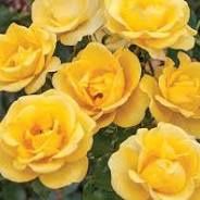Roses 3 Gallon, Colour: Gilded Sun