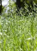 Plot Spike Forage Oats