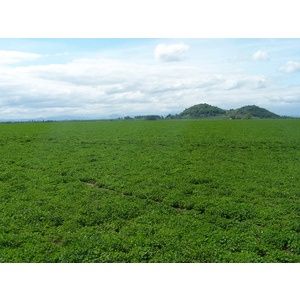 White Clover Ladino Seeds - Inoculated &amp; Coated