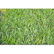 Argentine Bahia Grass Coated