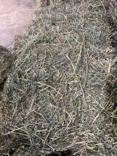 Timothy &amp; Alfalfa 2-String Western