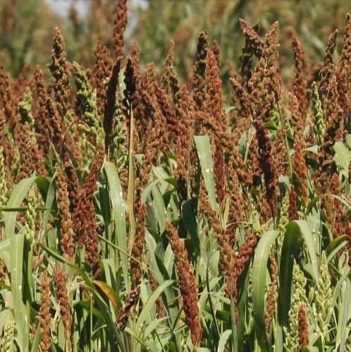 Millet- Chiwapa