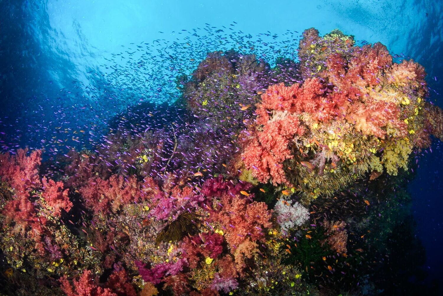 Scuba diving in Fiji. The best dive resorts, unique Fiji dive packages