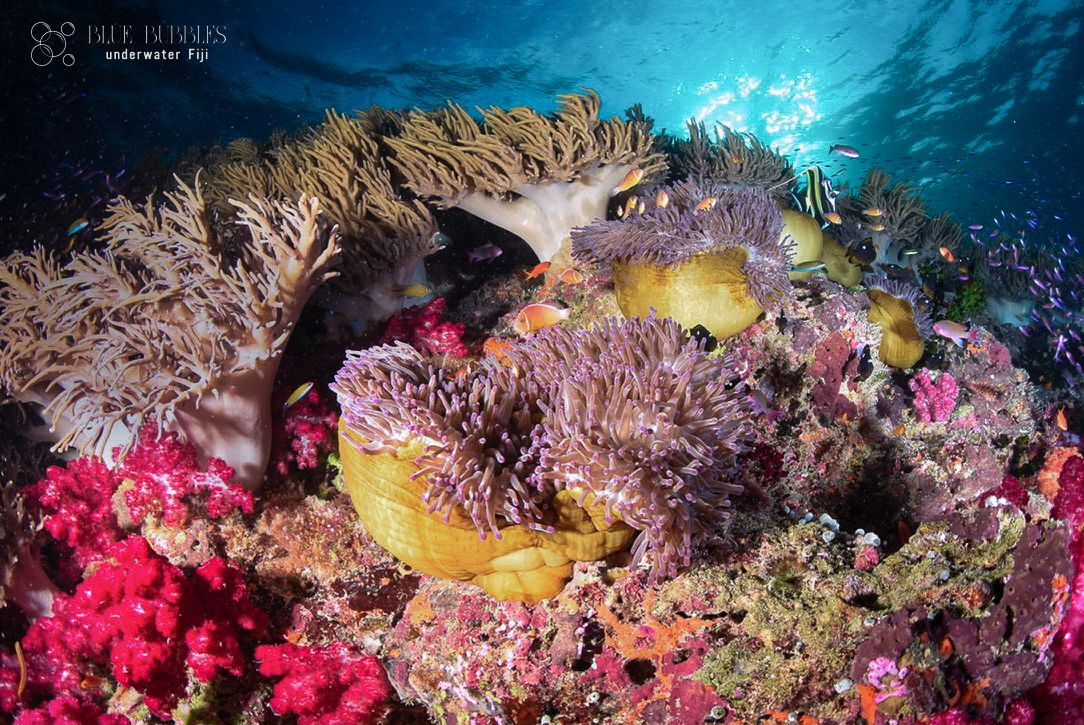 Scuba diving in Fiji. The best dive resorts, unique Fiji dive packages soft corals and sharks