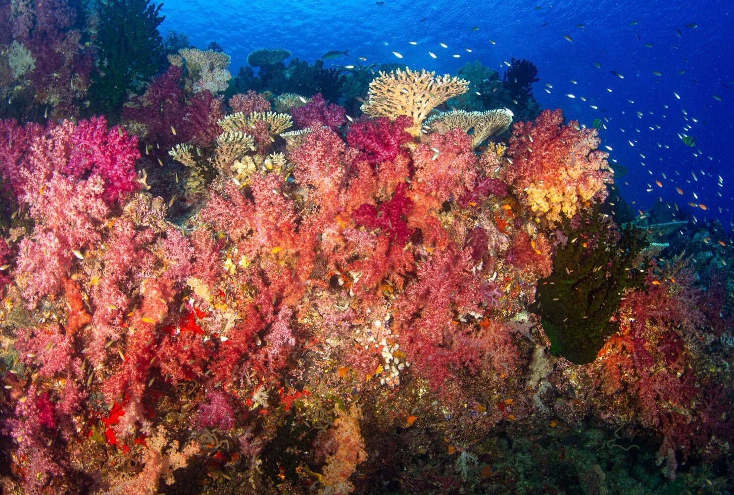 Scuba diving in Fiji. The best dive resorts, unique Fiji dive packages soft corals and sharks