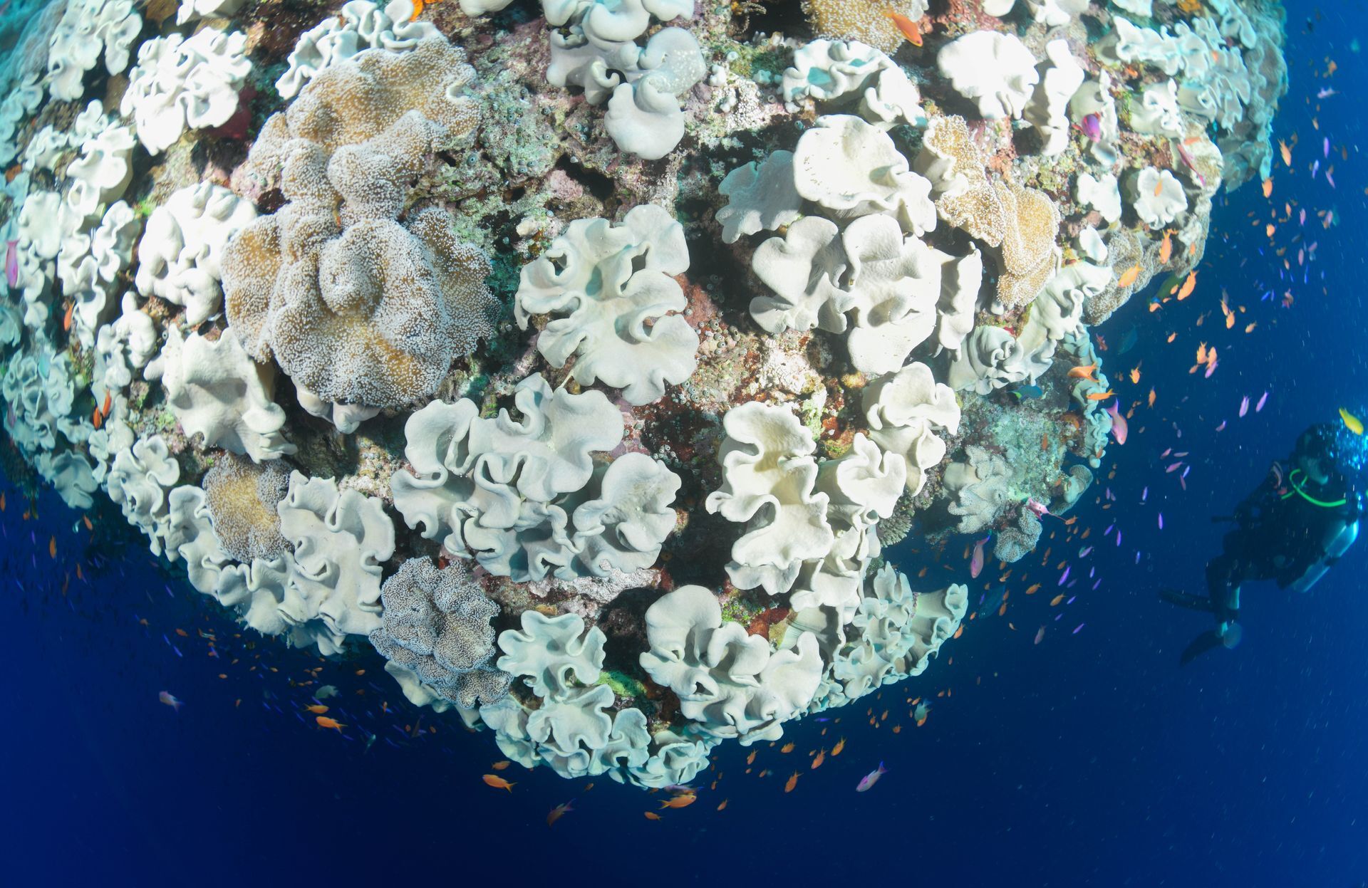 Scuba diving in Fiji. The best dive resorts, unique Fiji dive packages soft corals and sharks