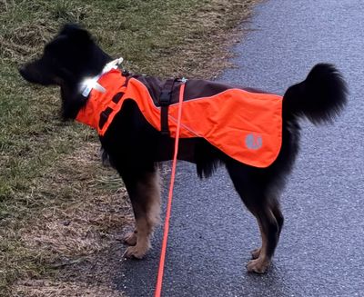 Bekleidung für Hunde
