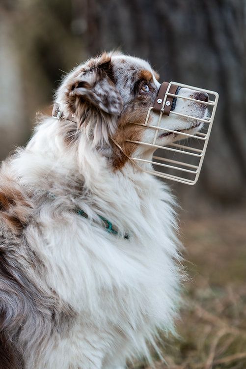 Australian Shepherd