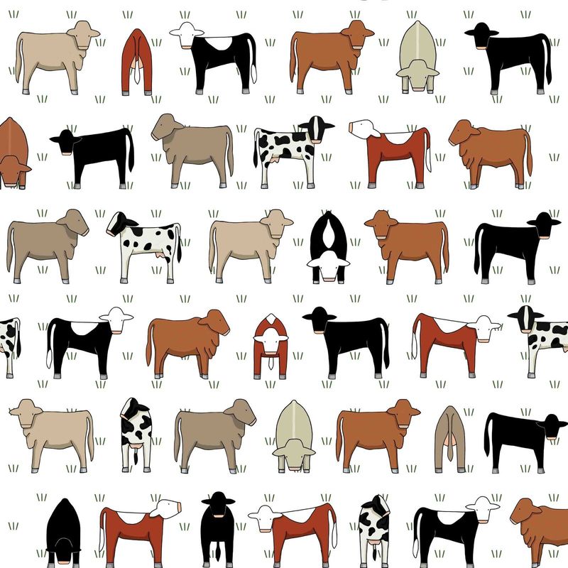 Red Tractor - Mixed Cows on White Red Tractor - Mixed Cows on White