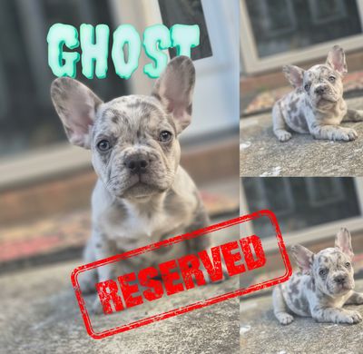 Ghost