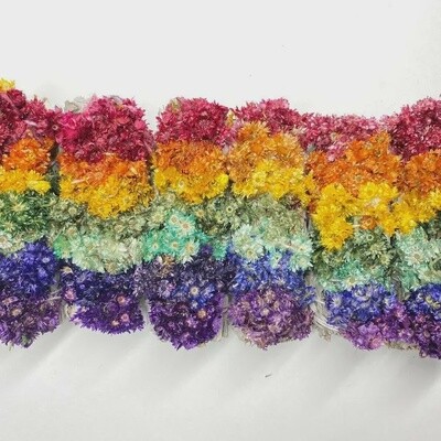 7 Chakra Sinuata Flower Sage 4in Herb Bundle