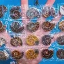 Mini Single Rainbow Ammonite Fossil