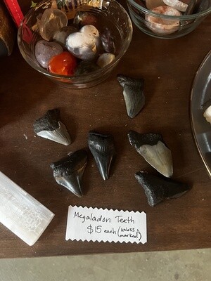Megalodon Tooth - Small