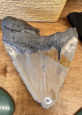 Megalodon Tooth - Large