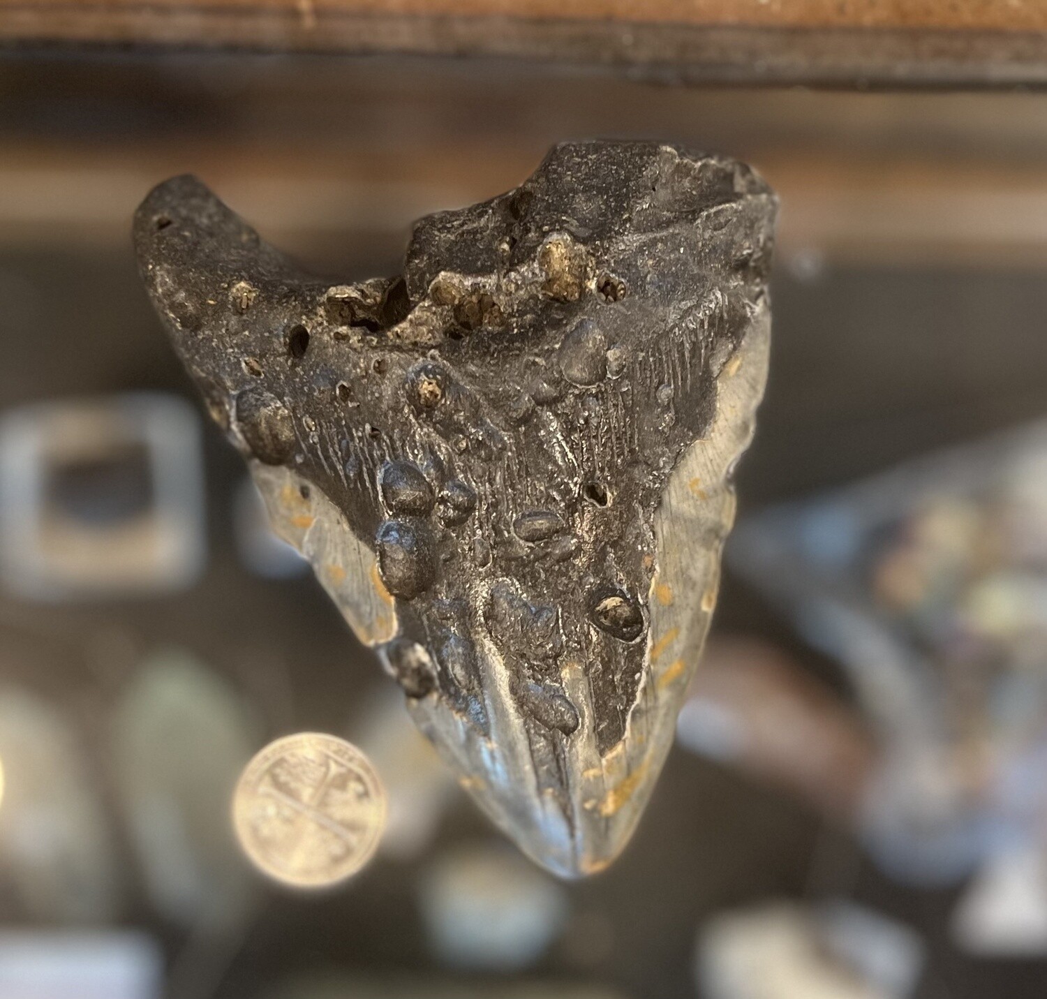 Megalodon Tooth - Large