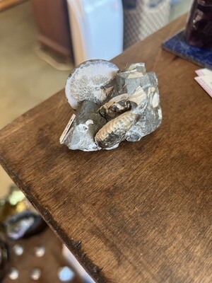 Rainbow ammonite in matrix