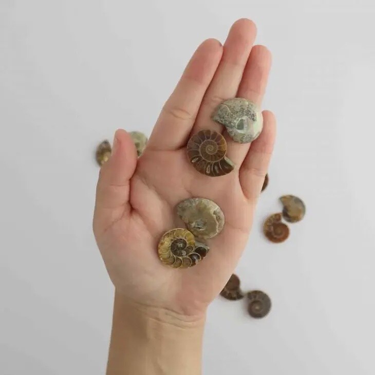 Small Ammonite Pair