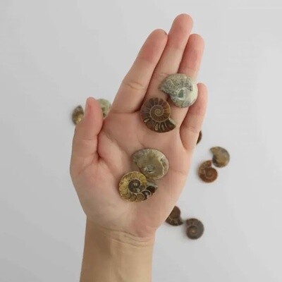 Small Ammonite Pairs