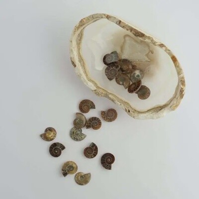 Small Ammonite Pair