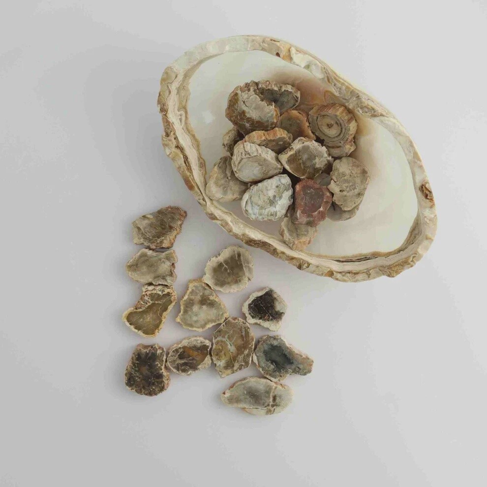 Mini Petrified Wood Slices | Madagascar