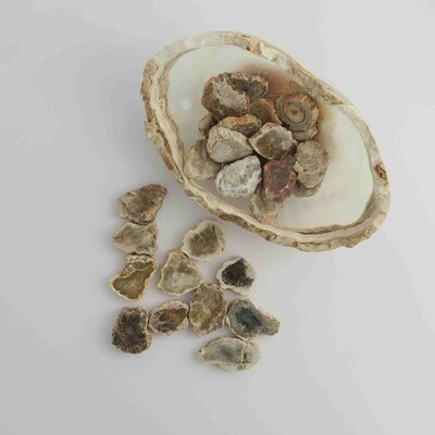 Mini Petrified Wood Slices | Madagascar