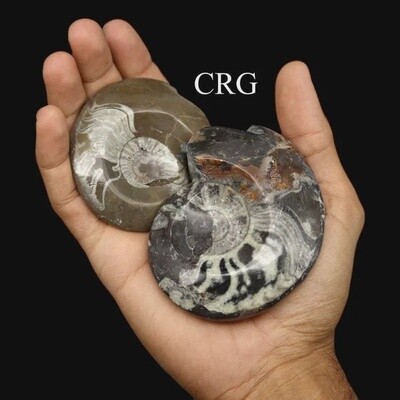 Polished Ammonite Fossils 2-4in | Morocco