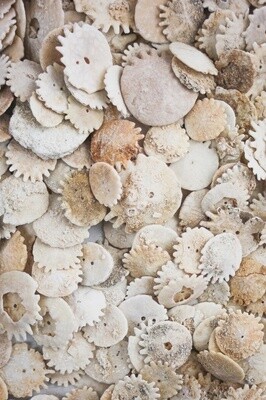 Frilled Echinoid (Heliophora)
