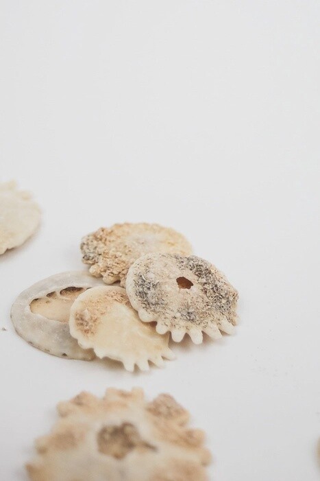 Frilled Echinoid (Heliophora)