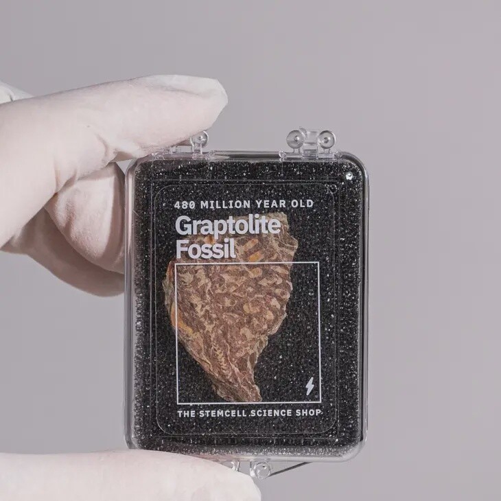 480 Million Year Old Graptolite Fossil