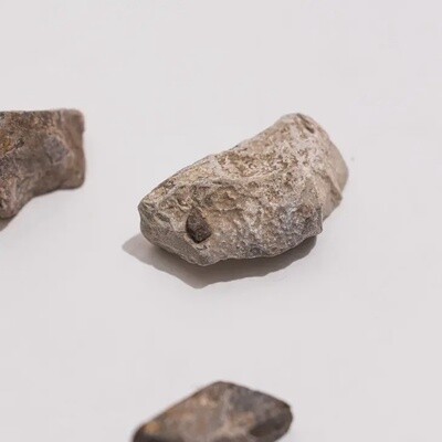 Dinosaur Bone Fossil Fragments