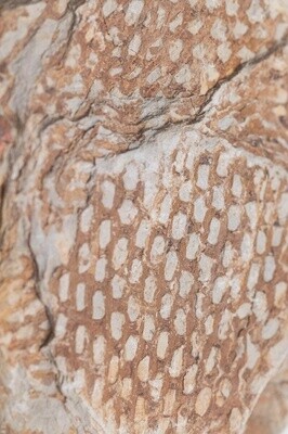 480 Million Year Old Graptolite Fossil