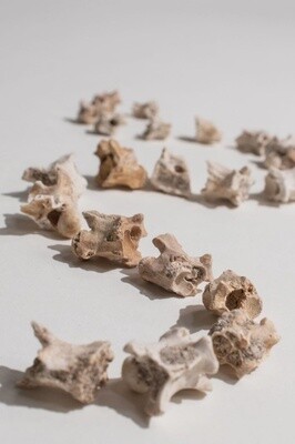 55 Million Year Old Sea Snake Vertebrae Fossil