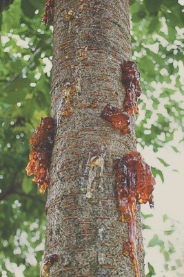Sumatran Amber