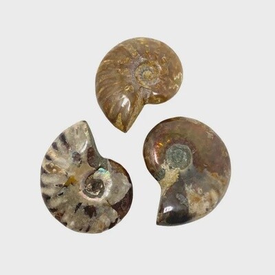 Red Opalized Ammonite Fossil