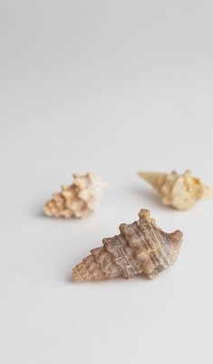 54 Million Year Old Agatized Gastropod Fossil in Case