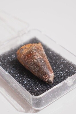 95 Million Year Old Elosuchus Tooth Fossil &lt; 0.5in