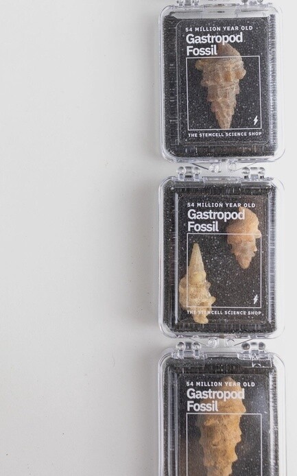 54 Million Year Old Agatized Gastropod Fossil in Case
