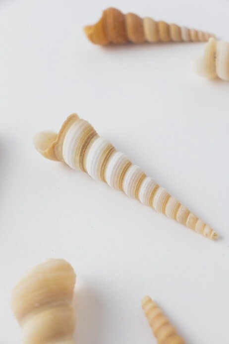 Terebra Shell